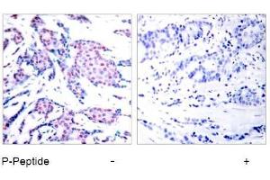 Image no. 1 for anti-Jun Proto-Oncogene (JUN) (pThr93) antibody (ABIN196648) (C-JUN 抗体  (pThr93))