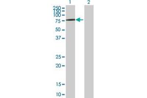 Western Blotting (WB) image for anti-Solute Carrier Family 3 (Activators of Dibasic and Neutral Amino Acid Transport), Member 2 (SLC3A2) (AA 1-529) antibody (ABIN520239)