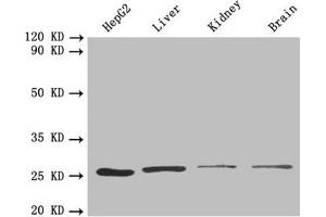 Western blot All lanes: PSMA7 antibody at 1. (PSMA7 抗体  (AA 5-232))
