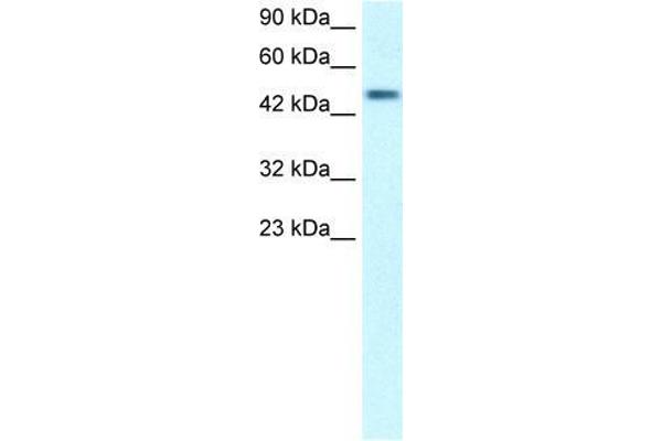 CREBRF 抗体  (Middle Region)