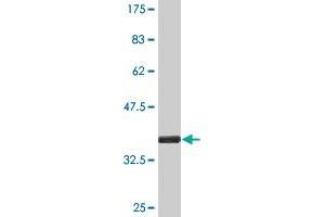 Western Blot detection against Immunogen (35. (SUB1 抗体  (AA 32-124))