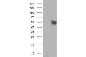 Western Blotting (WB) image for anti-RuvB-Like 2 (E. Coli) (RUVBL2) (AA 113-370) antibody (ABIN1490849) (RUVBL2 抗体  (AA 113-370))