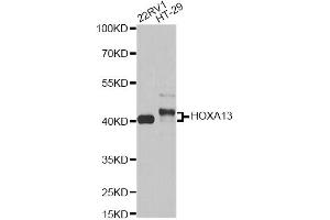 Western blot analysis of extracts of various cell lines, using HOXA13 antibody (ABIN6290491) at 1:1000 dilution. (HOXA13 抗体)