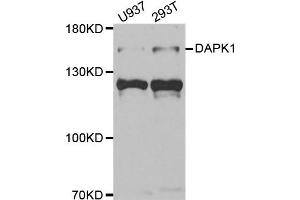 Western blot analysis of extracts of U937 and 293T cell lines, using DAPK1 antibody. (DAP Kinase 1 抗体)