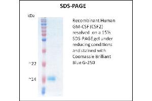SDS-PAGE (SDS) image for Colony Stimulating Factor 2 (Granulocyte-Macrophage) (CSF2) (Active) protein (ABIN5509314) (GM-CSF 蛋白)