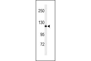 Western blot analysis of NEDD4 Antibody (C-term) (ABIN653889 and ABIN2843135) in mouse NIH-3T3 cell line lysates (35 μg/lane). (NEDD4 抗体  (C-Term))