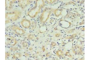 Immunohistochemistry of paraffin-embedded human kidney tissue using ABIN7151168 at dilution of 1:100 (RNF183 抗体  (AA 1-161))