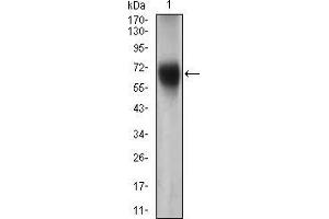 Western blot analysis using FUT4 mouse mAb against Jurkat cell lysate. (CD15 抗体  (AA 199-302))