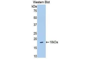Western Blotting (WB) image for anti-Slit Homolog 3 (SLIT3) (AA 35-119) antibody (ABIN1860584) (SLIT3 抗体  (AA 35-119))