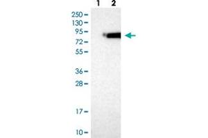 Western blot analysis of Lane 1: Negative control (vector only transfected HEK293T lysate) Lane 2: Over-expression lysate (Co-expressed with a C-terminal myc-DDK tag (~3. (NSF 抗体)