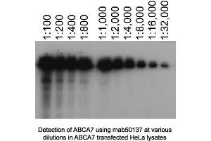 Image no. 1 for anti-ATP-Binding Cassette, Sub-Family A (ABC1), Member 7 (ABCA7) antibody (ABIN363291) (ABCA7 抗体)