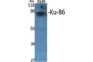 Western Blot (WB) analysis of specific cells using Ku-86 Polyclonal Antibody. (Ku-86 (Internal Region) 抗体)