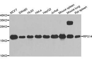 Western blot analysis of extracts of various cell lines, using RPS14 antibody (ABIN5974066) at 1/1000 dilution. (RPS14 抗体)