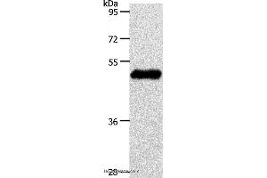 Western blot analysis of Mouse brain tissue, using S1PR1 Polyclonal Antibody at dilution of 1:750 (S1PR1 抗体)