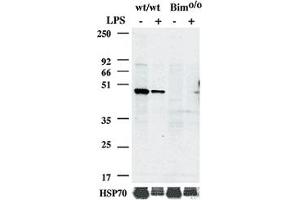 Casp1 monoclonal antibody, clone 1H11  detect endogenous pro-Casp1 in spleen from WT mice, but not from spleen of Casp1 deficient mice. (Caspase 1 抗体  (AA 206-220))