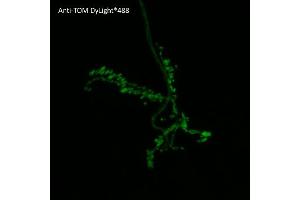 Immunofluorescence (IF) image for anti-tdTomato Fluorescent Protein (tdTomato) antibody (DyLight 488) (ABIN7273112) (tdTomato 抗体  (DyLight 488))