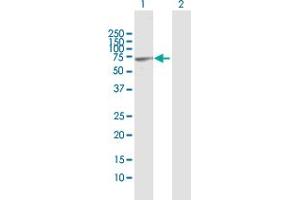 Western Blotting (WB) image for anti-Cleavage Stimulation Factor, 3' Pre-RNA, Subunit 2, 64kDa, tau Variant (CSTF2T) (AA 1-616) antibody (ABIN525072)