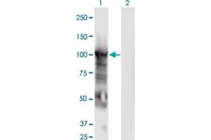 Western Blot analysis of MCM6 expression in transfected 293T cell line by MCM6 monoclonal antibody (M04), clone 7D8.