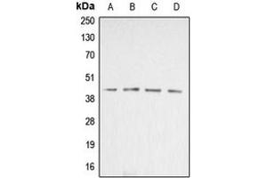 Western blot analysis of Beta-actin expression in Jurkat (A), HeLa (B), NIH3T3 (C), rat liver (D) whole cell lysates.