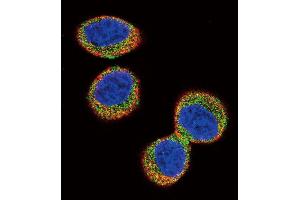 Immunofluorescence (IF) image for anti-General Transcription Factor IIE, Polypeptide 1, alpha 56kDa (GTF2E1) (AA 782-811), (C-Term) antibody (ABIN5538734)