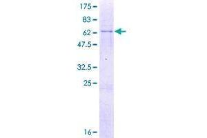 MSANTD3 Protein (AA 1-275) (GST tag)