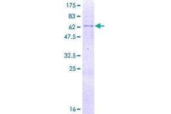 MSANTD3 Protein (AA 1-275) (GST tag)