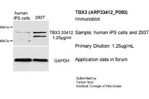 Sample Type: human iPS cells and 293T cell lysatePrimary Dilution: 1.