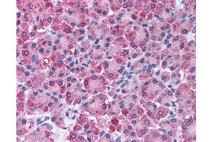 Immunohistochemistry (IHC) image for anti-Carboxypeptidase A1 (Pancreatic) (CPA1) antibody (ABIN2477891) (CPA1 抗体)