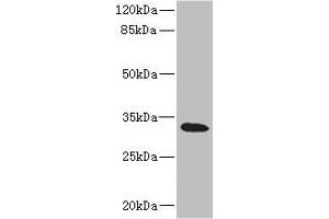 HVCN1 抗体  (AA 1-100)