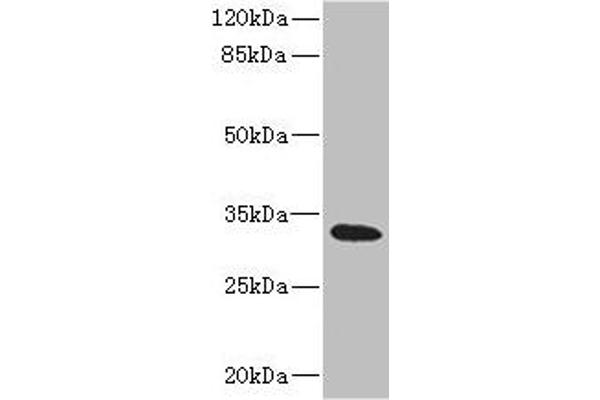 HVCN1 Antikörper  (AA 1-100)