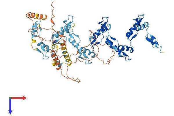 ZNF530 Protein (AA 1-599) (His tag)