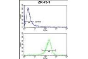 ATXN3 Antibody (Center) (ABIN653191 and ABIN2842741) FC analysis of ZR-75-1 cells (bottom histogram) compared to a negative control cell (top histogram). (Ataxin 3 抗体  (AA 261-288))