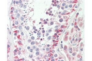 Anti-QCR2 / UQCRC2 antibody IHC staining of human testis. (UQCRC2 抗体  (AA 235-264))