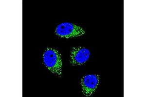 Confocal immunofluorescent analysis of WDR52 Antibody (C-term) with A549 cell followed by Alexa Fluor 488-conjugated goat anti-rabbit lgG (green). (WDR52 抗体  (C-Term))