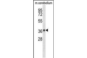 Western blot analysis in mouse cerebellum tissue lysates (35ug/lane).
