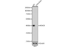 Western Blotting (WB) image for anti-Histone Deacetylase 8 (HDAC8) antibody (ABIN7267714)