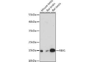 Western blot analysis of extracts of various cell lines, using RBX1 Rabbit pAb (ABIN7270077) at 1:3000 dilution. (RBX1 抗体  (AA 1-100))