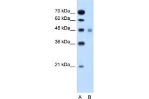 Western Blotting (WB) image for anti-Solute Carrier Family 17 (Anion/Sugar Transporter), Member 4 (SLC17A4) antibody (ABIN2462746) (SLC17A4 抗体)
