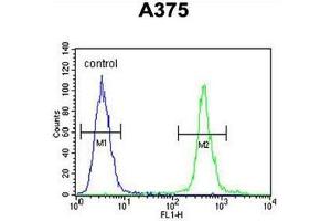 AL2SA Antibody (N-term) flow cytometric analysis of A375 cells (right histogram) compared to a negative control cell (left histogram). (ALS2CR11 抗体  (N-Term))