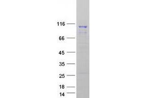Validation with Western Blot (NEDD9 Protein (Transcript Variant 3) (Myc-DYKDDDDK Tag))