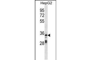 Western blot analysis in HepG2 cell line lysates (35ug/lane). (GPR146 抗体  (AA 196-223))