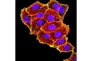 Immunofluorescence analysis of Hela cells using TIA1 mouse mAb (green).