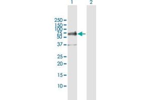Western Blot analysis of TFCP2 expression in transfected 293T cell line by TFCP2 MaxPab polyclonal antibody. (TFCP2 抗体  (AA 1-502))