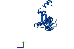 Protein Structure (PS) image for Ribosomal Protein L26 (RPL26) (AA 1-145) protein (His tag) (ABIN7556579)