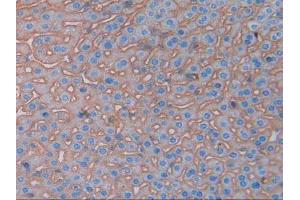 IHC-P analysis of Mouse Liver Tissue, with DAB staining. (CD147 抗体  (AA 87-323))