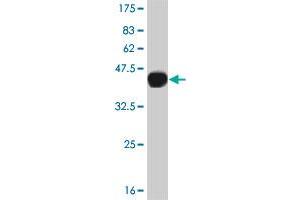 Western Blot detection against Immunogen (39. (CAMKK2 抗体  (AA 1-130))