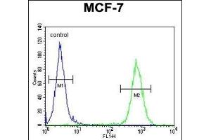 RICH2 Antibody (C-term) (ABIN654613 and ABIN2844313) flow cytometric analysis of MCF-7 cells (right histogram) compared to a negative control cell (left histogram). (ARHGAP44 抗体  (C-Term))