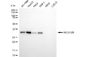 Western blotting analysis using HSD17B8 antibody (ABIN7799016). (HSD17B8 抗体)