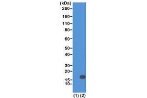 Western blot of recombinant Histone H3. (Recombinant Histone 3 抗体  (2meLys18))