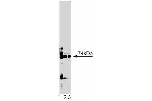 Western blot analysis of PKClambda on rat brain lysate. (PKC iota 抗体  (AA 397-558))